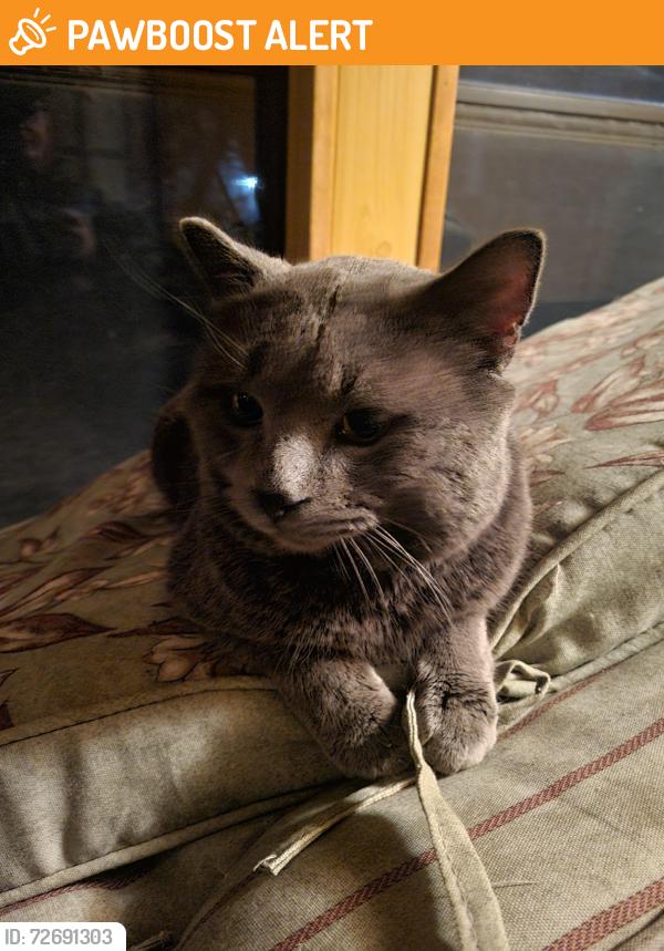 Found/Stray Male Cat last seen 55th and Humboldt Avenue North, Brooklyn Center, MN 55430