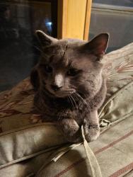 Found/Stray Male Cat last seen 55th and Humboldt Avenue North, Brooklyn Center, MN 55430
