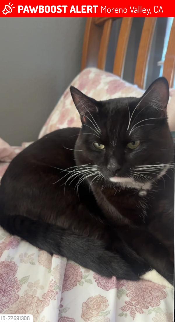 Lost Male Cat last seen Camino sonrisa, Moreno Valley, CA 92551