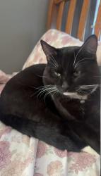 Lost Male Cat last seen Camino sonrisa, Moreno Valley, CA 92551