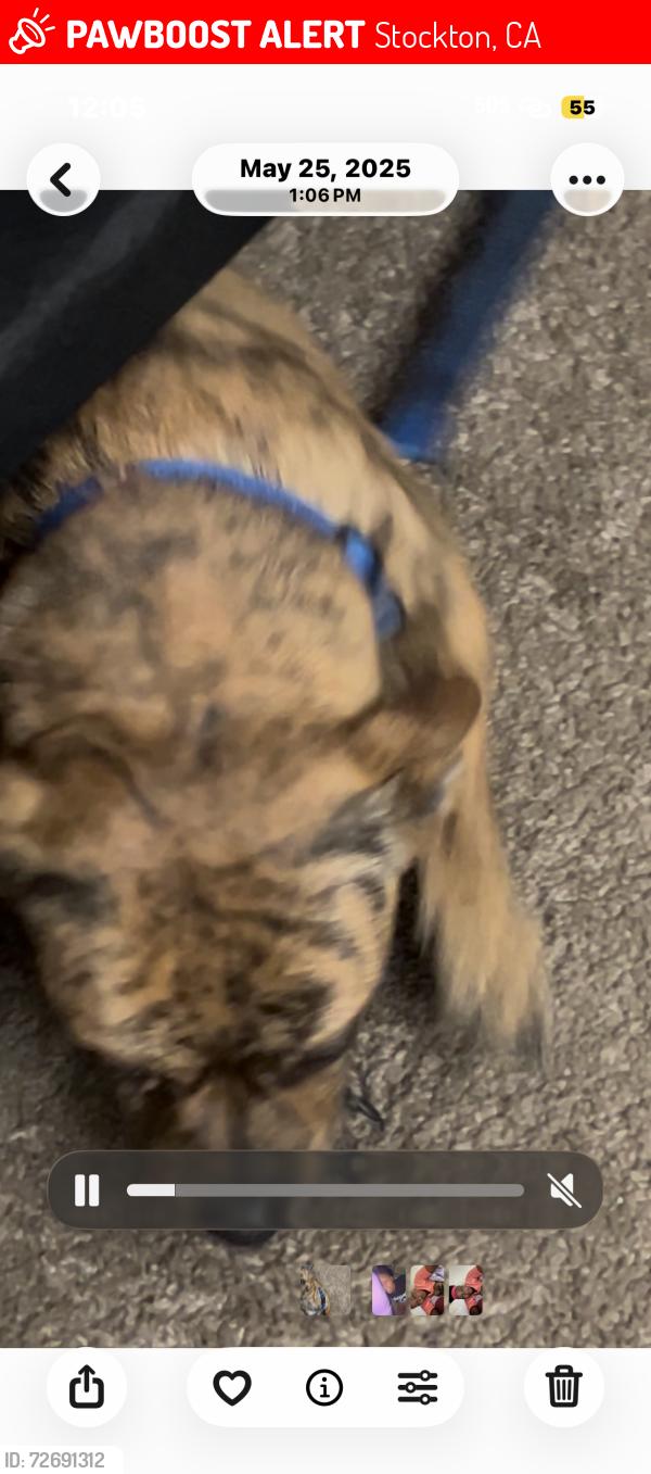 Lost Male Dog last seen Whistler and river oak drive, Stockton, CA 95209