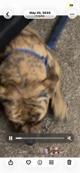 Lost Male Dog last seen Whistler and river oak drive, Stockton, CA 95209