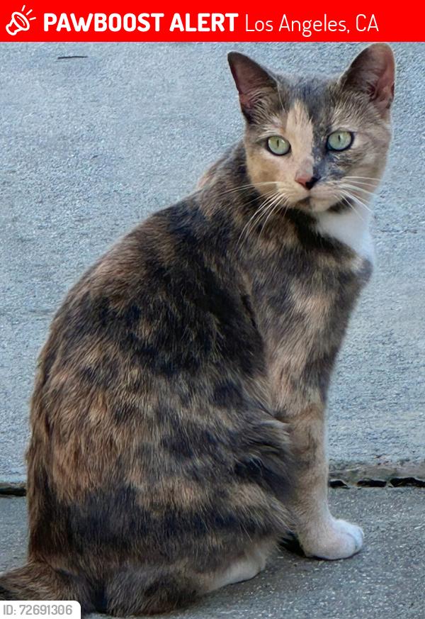 Lost Female Cat last seen Hart and Encino Avenue, Lake Balboa, Los Angeles, CA 91325