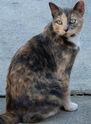 Lost Female Cat last seen Hart and Encino Avenue, Lake Balboa, Los Angeles, CA 91325