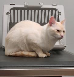 Lost Male Cat last seen HWY 21E Worley Dr, Nacogdoches County, TX 75961