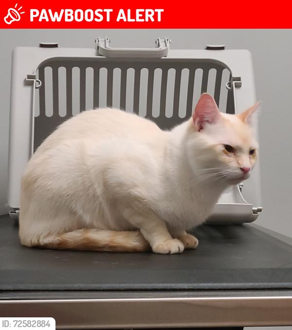 Lost Male Cat last seen HWY 21E Worley Dr, Nacogdoches County, TX 75961