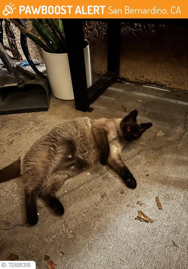 Found/Stray Unknown Cat last seen Pumalo near 7/11, San Bernardino, CA 92404