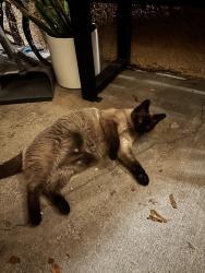 Found/Stray Unknown Cat last seen Pumalo near 7/11, San Bernardino, CA 92404