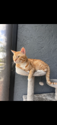 Lost Male Cat last seen Lakeside dr margate fl, Margate, FL 33063