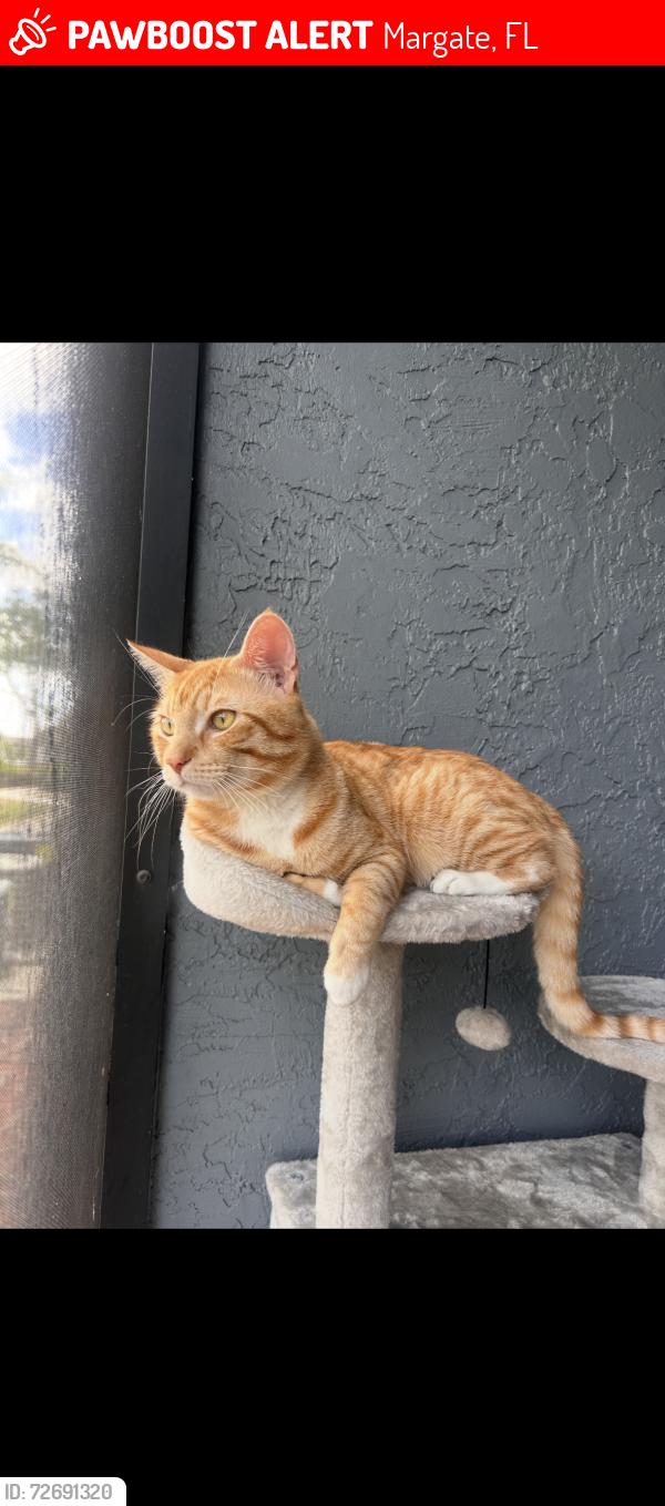 Lost Male Cat last seen Lakeside dr margate fl, Margate, FL 33063