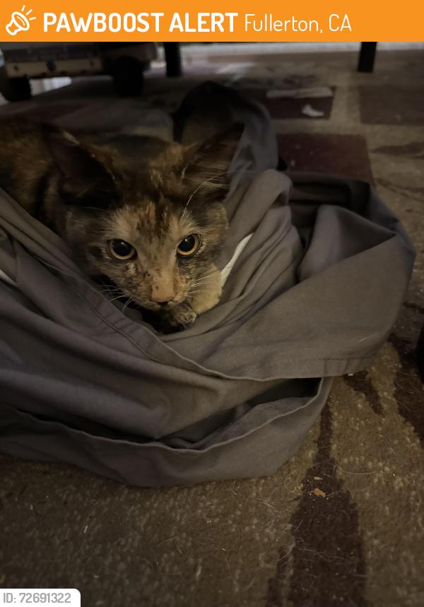 Found/Stray Female Cat last seen Brookhurst and Orangethorpe, Fullerton, CA 92833