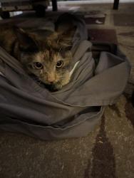 Found/Stray Female Cat last seen Brookhurst and Orangethorpe, Fullerton, CA 92833