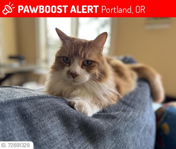 Lost Male Cat last seen West Slope near Garden View Ave, Portland, OR 97225