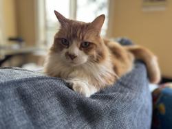 Lost Male Cat last seen West Slope near Garden View Ave, Portland, OR 97225
