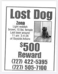 Lost Female Dog last seen Near Seville cndmniums, Clearwater, FL 33764