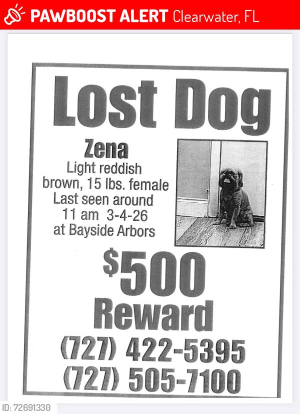 Lost Female Dog last seen Near Seville cndmniums, Clearwater, FL 33764