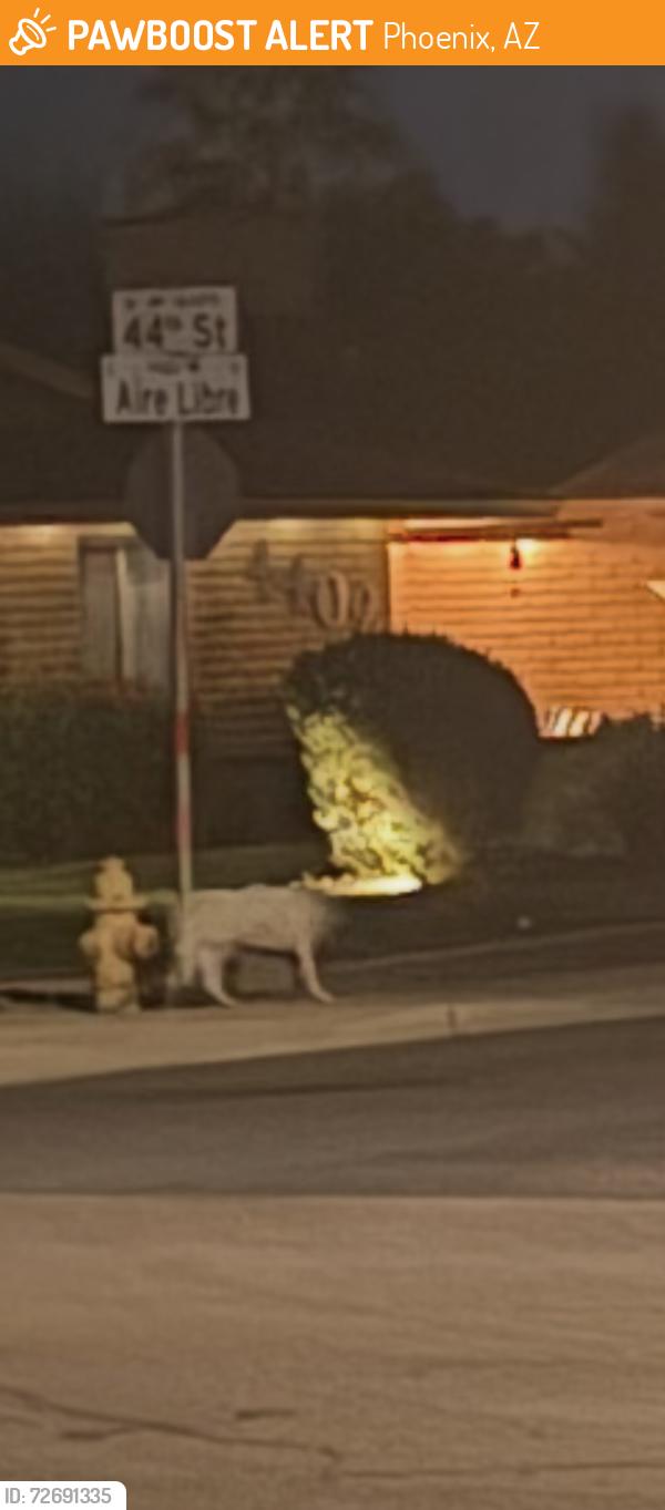 Found/Stray Unknown Dog last seen Are libre and 44 th, Phoenix, AZ 85032