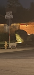 Found/Stray Unknown Dog last seen Are libre and 44 th, Phoenix, AZ 85032