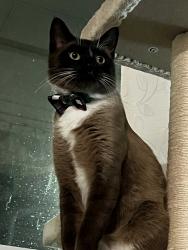 Lost Male Cat last seen Aster Dr Sanger Tx , Sanger, TX 76266