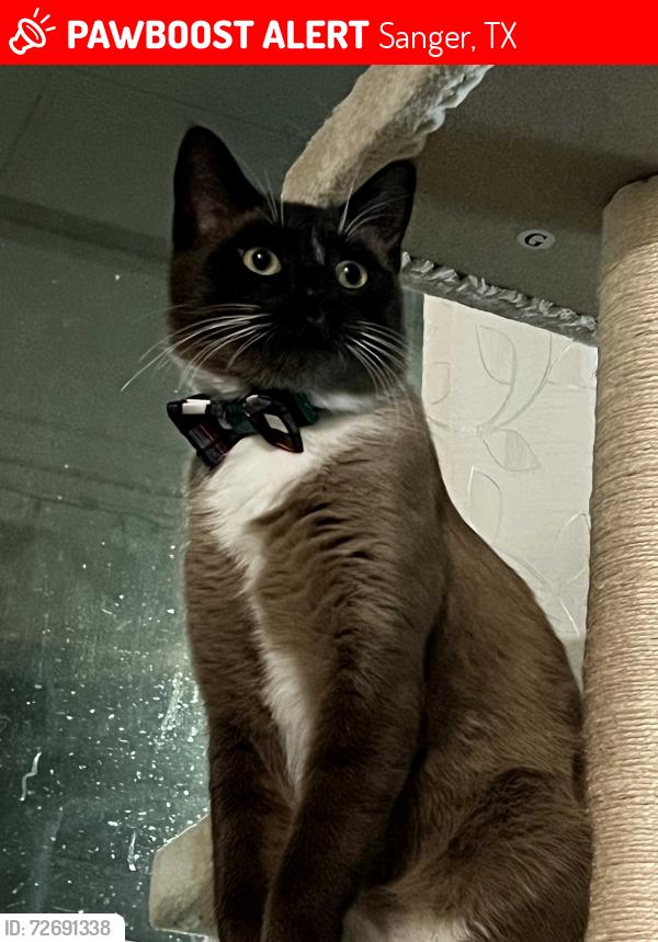 Lost Male Cat last seen Aster Dr Sanger Tx , Sanger, TX 76266