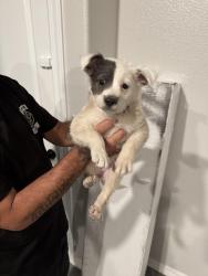 Found/Stray Female Dog last seen Eastlake/Rojas, El Paso County, TX 79928