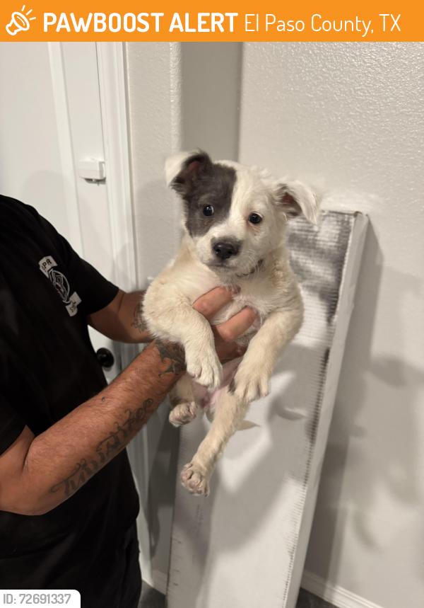 Found/Stray Female Dog last seen Eastlake/Rojas, El Paso County, TX 79928