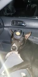 Lost Male Dog last seen Herrington rd by family dollar, Lawrenceville, GA 30044