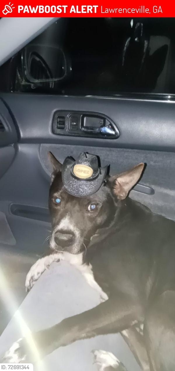 Lost Male Dog last seen Herrington rd by family dollar, Lawrenceville, GA 30044
