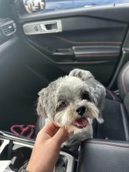 Lost Female Dog last seen Hot Springs Way and Fairbanks Dr, Princeton, TX 75407