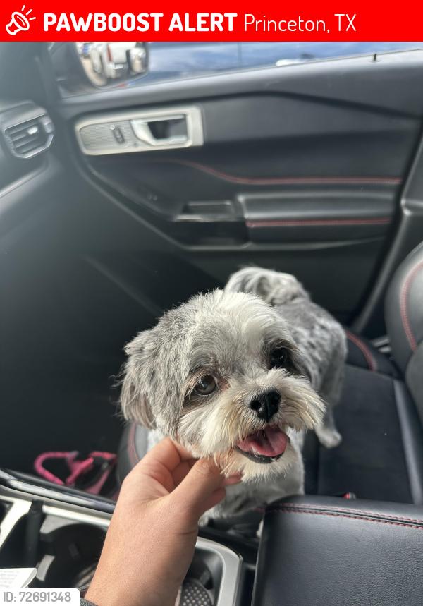 Lost Female Dog last seen Hot Springs Way and Fairbanks Dr, Princeton, TX 75407
