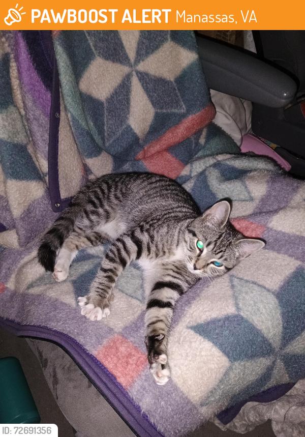 Found/Stray Female Cat last seen Near Old Centerville Rd, Manassas, VA 20111
