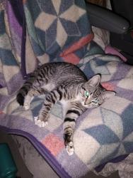 Found/Stray Female Cat last seen Near Old Centerville Rd, Manassas, VA 20111