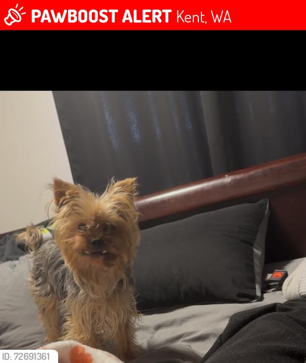 Lost Female Dog last seen West valley Hwy , Kent, WA 98032