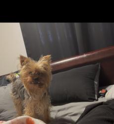 Lost Female Dog last seen West valley Hwy , Kent, WA 98032
