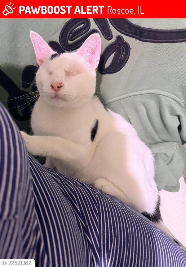 Lost Male Cat last seen Behind Fire hse, Roscoe, IL 61073