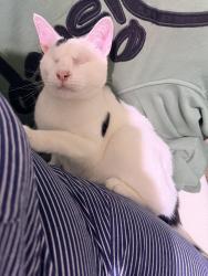 Lost Male Cat last seen Behind Fire hse, Roscoe, IL 61073