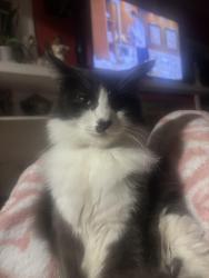 Lost Male Cat last seen Near 35 ave Oakland ca, Oakland, CA 94601
