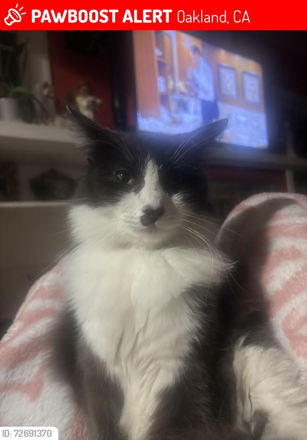 Lost Male Cat last seen Near 35 ave Oakland ca, Oakland, CA 94601
