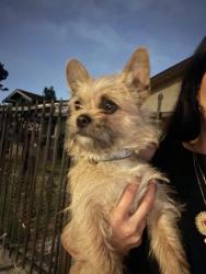 Found/Stray Male Dog last seen Near deeble st , South Gate, CA 90280
