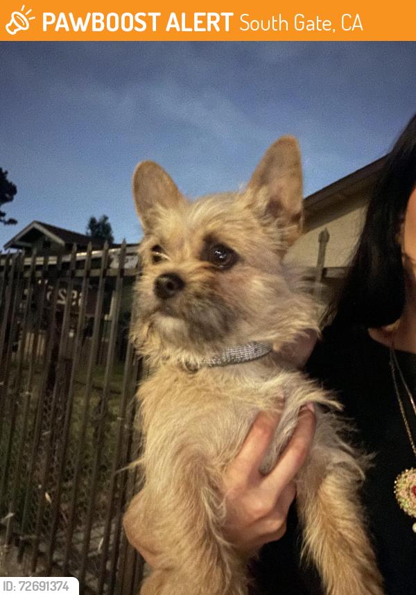 Found/Stray Male Dog last seen Near deeble st , South Gate, CA 90280