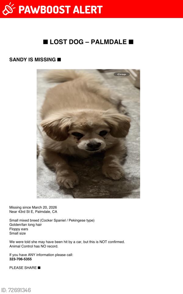 Lost Female Dog last seen Near T8 and 43rd St E Palmdale Ca, Los Angeles County, CA 93552