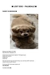Lost Female Dog last seen Near T8 and 43rd St E Palmdale Ca, Los Angeles County, CA 93552