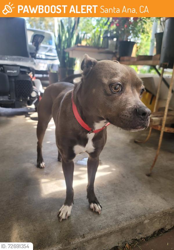 Found/Stray Female Dog last seen First & fairview, Santa Ana, CA 92703