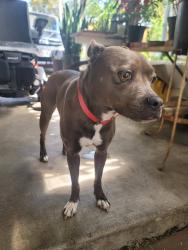 Found/Stray Female Dog last seen First & fairview, Santa Ana, CA 92703