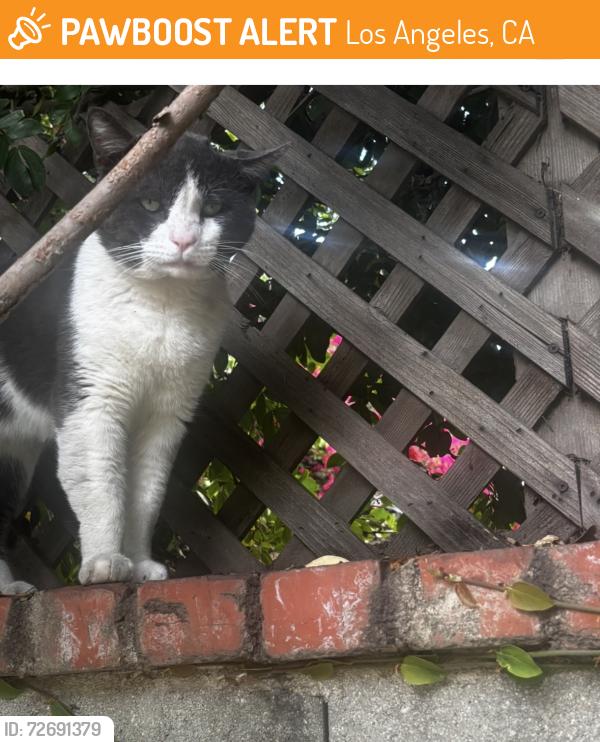 Found/Stray Male Cat last seen Ashwood / Lucille 90066 , Los Angeles, CA 90066