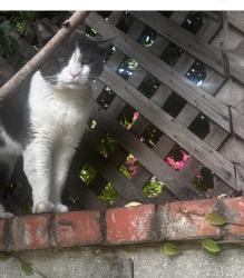 Found/Stray Male Cat last seen Ashwood / Lucille 90066 , Los Angeles, CA 90066