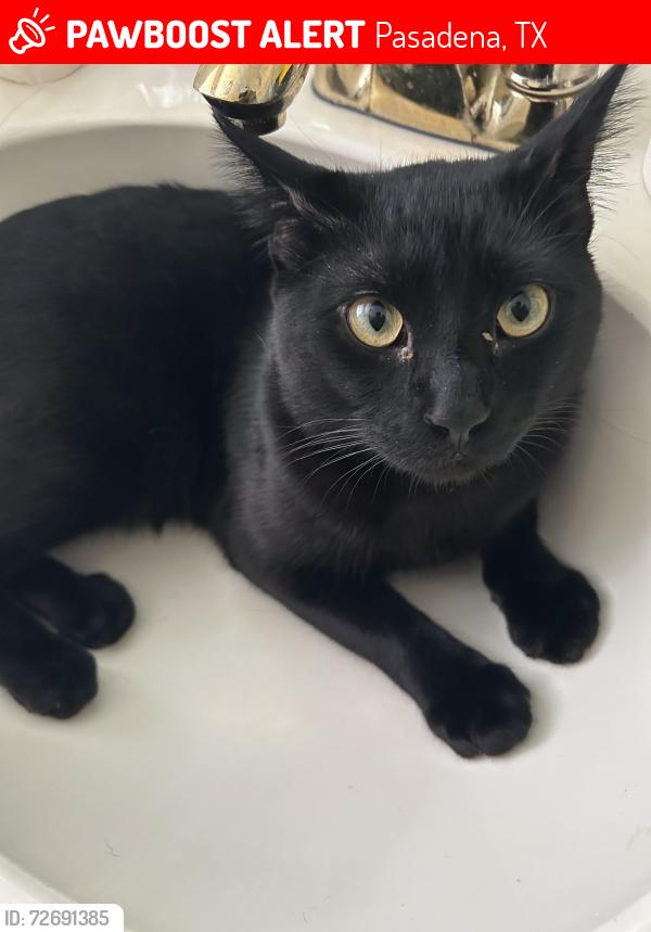 Lost Male Cat last seen Cinnamon ridge apmts , Pasadena, TX 77503