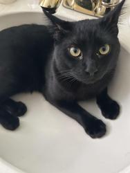 Lost Male Cat last seen Cinnamon ridge apmts , Pasadena, TX 77503
