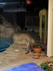 Found/Stray Male Cat last seen Wildsage & Cannon, Menifee, CA 92585