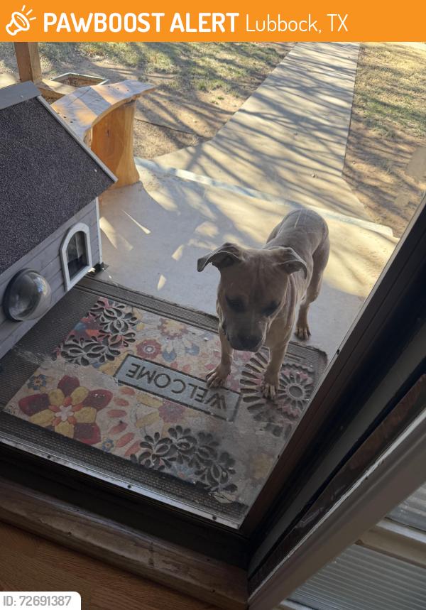 Found/Stray Unknown Dog last seen 43rd & Joliet , Lubbock, TX 79413